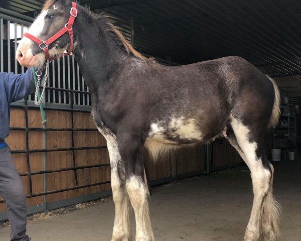 Pferd Riverside King Cole (Clydesdale, 2018, von Boulder Bluff PH Ben)