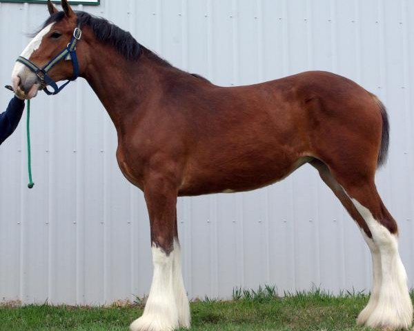 horse Riverside Jacquie (Clydesdale, 2014, from Somewhere Doc's Black Jack)