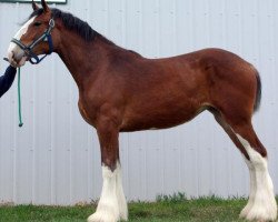 Pferd Riverside Jacquie (Clydesdale, 2014, von Somewhere Doc's Black Jack)