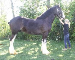 Pferd Riverside Gunner (Clydesdale, 2012, von Hewal Benefactor)