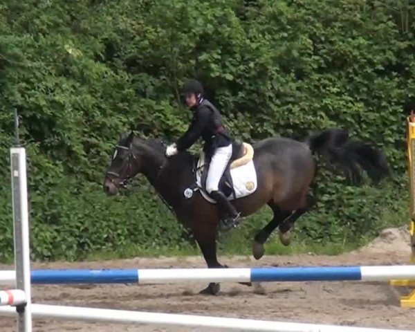 Reitturnier Krefeld-Hüls 2015