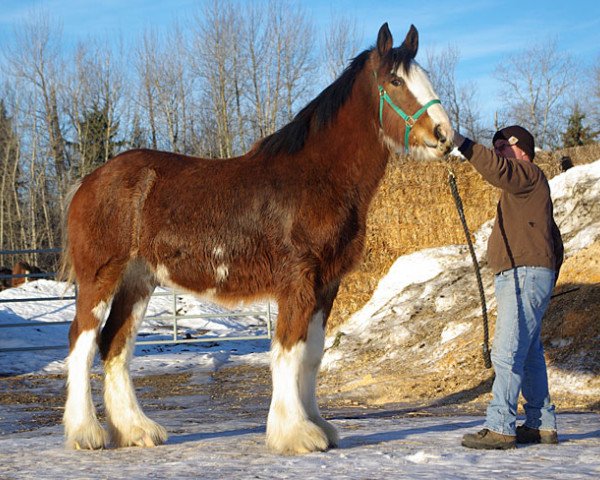 broodmare Westerdale Mila (Clydesdale, 2012, from Cedarlane Carter)