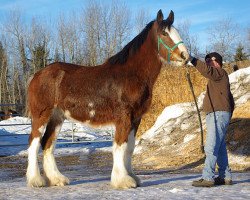 Zuchtstute Westerdale Mila (Clydesdale, 2012, von Cedarlane Carter)