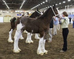 horse Riverside Gigi (Clydesdale, 2017, from Boulder Bluff PH Ben)