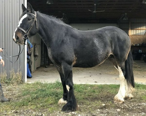 Zuchtstute Battle River Crystal (Clydesdale, 2009, von Joseph Lake's Gunsmoke)