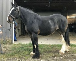 broodmare Battle River Crystal (Clydesdale, 2009, from Joseph Lake's Gunsmoke)