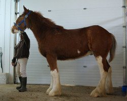 Pferd Riverside Gibson's Finest (Clydesdale, 2011, von Willow Way Dawson)