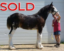 Pferd Riverside Dickson (Clydesdale, 2013, von Hewal Benefactor)