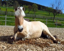 broodmare Rieke (Fjord Horse, 2004, from Kastanielystens Rasmus)