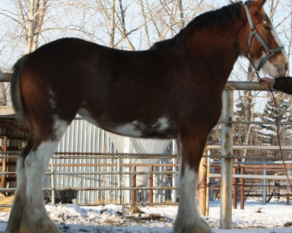 broodmare Willow Way Journey (Clydesdale, 2009, from Zorra Highland Captain)