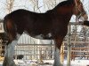 broodmare Willow Way Journey (Clydesdale, 2009, from Zorra Highland Captain)