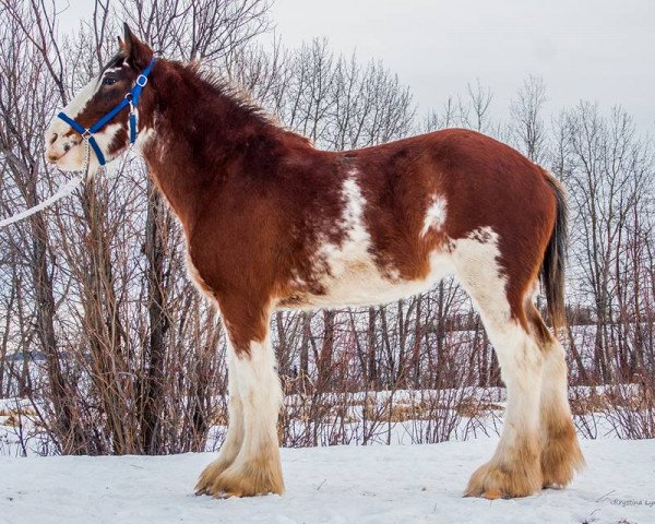 broodmare Willow Way Oriana (Clydesdale, 2014, from Deighton Zoom)