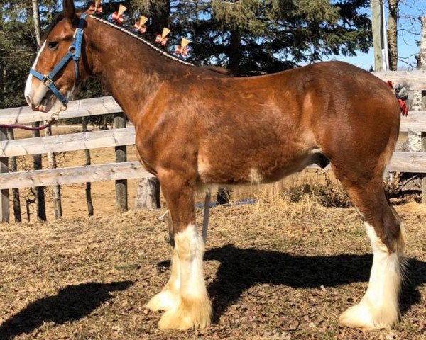 horse River Run Orson (Clydesdale, 2019, from Hatfield Dagger)