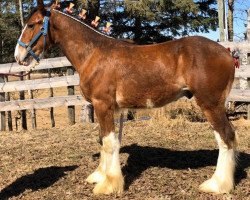 Pferd River Run Orson (Clydesdale, 2019, von Hatfield Dagger)