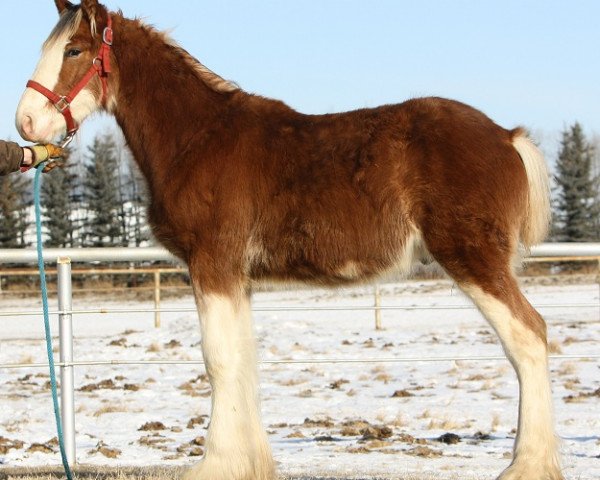 stallion Willow Way Lyall (Clydesdale, 2011, from Zorra Highland Captain)