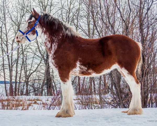 horse River Run Freckles (Clydesdale, 2014, from Willow Way Lyall)