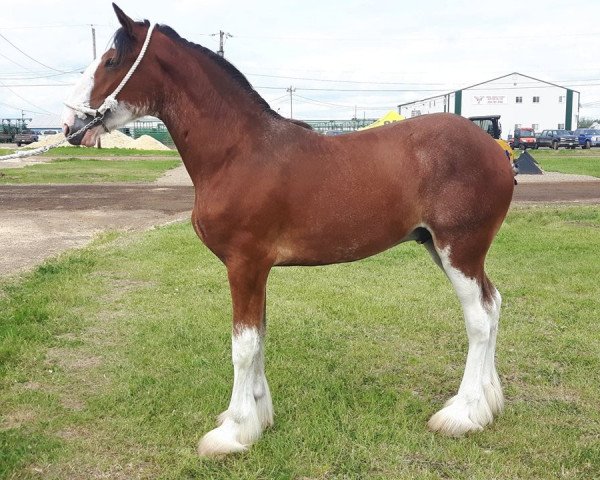 Pferd River Run Estwing (Clydesdale, 2017, von Labor's End Sir Hinchcliff)