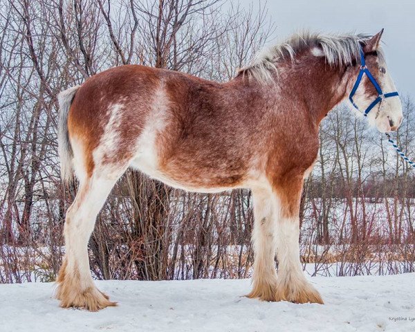 Zuchtstute Willow Way Striker's Envy (Clydesdale, 2008, von Dillars Striker)