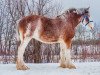 broodmare Willow Way Striker's Envy (Clydesdale, 2008, from Dillars Striker)