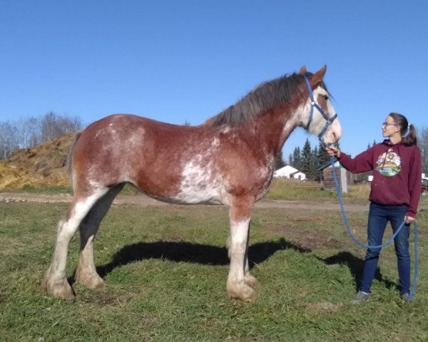 Pferd River Run Ester (Clydesdale, 2016, von Labor's End Sir Hinchcliff)