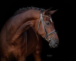 dressage horse Dark Dancer 40 (Oldenburg, 2014, from De Niro)