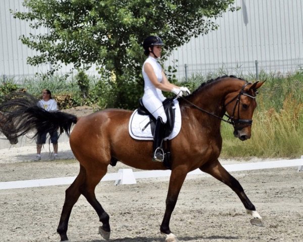 dressage horse Santorino 10 (Zweibrücken, 2010, from Scolari)