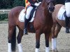 dressage horse Deliano 3 (German Riding Pony, 2008, from Deviano)