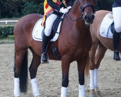 dressage horse Deliano 3 (German Riding Pony, 2008, from Deviano)