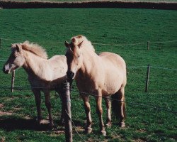 broodmare Musse DK 6937 (Fjord Horse, 1978, from Kolkur)