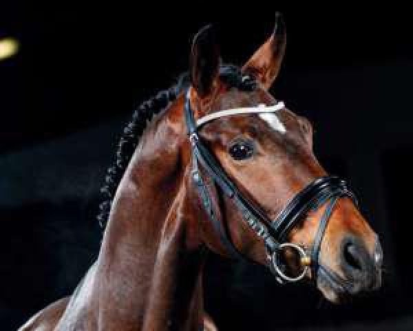 stallion Beverly Hills (Westphalian, 2012, from Belissimo NRW)
