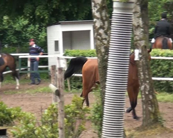 Reitturnier Krefeld-Hüls 2015
