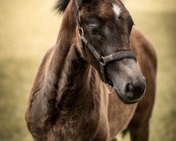 Springpferd Aiysha (Westfale, 2020, von Aviador)