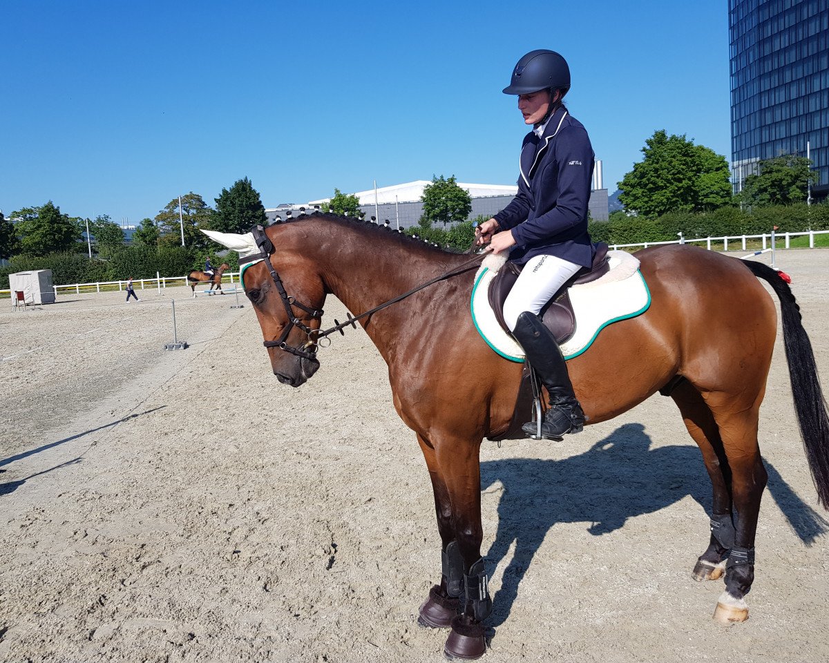 Springpferd Cappuccino XIII (Holsteiner, 2010, von Casall Ask)