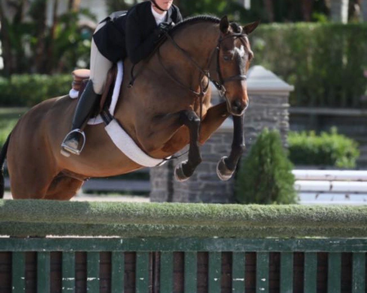 dressage horse Samba Rubiniero (German Sport Horse, 2011, from Samba Hit I)