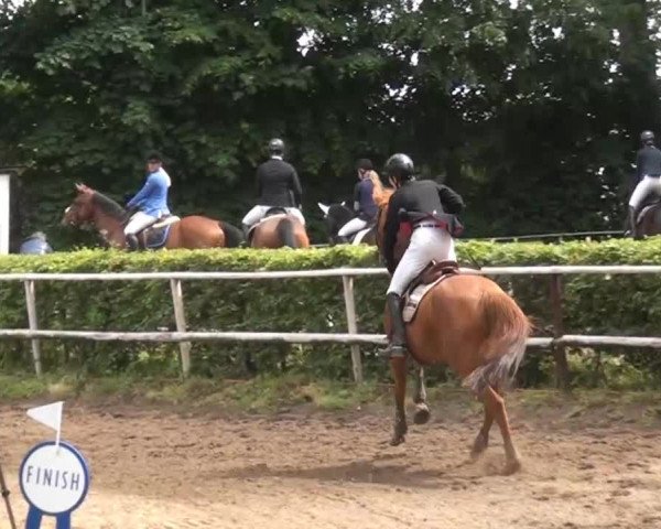 Reitturnier Krefeld-Hüls 2015