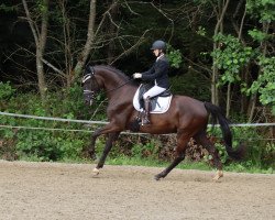 dressage horse Secco Noir (Hanoverian, 2016, from Sir Donnerhall I)