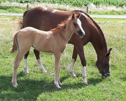 Dressurpferd Diva's little Lady (Deutsches Reitpony, 2020, von Kastanienhof Donnertrommler)