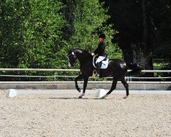 dressage horse Riesling (Hanoverian, 2007, from Rascalino)