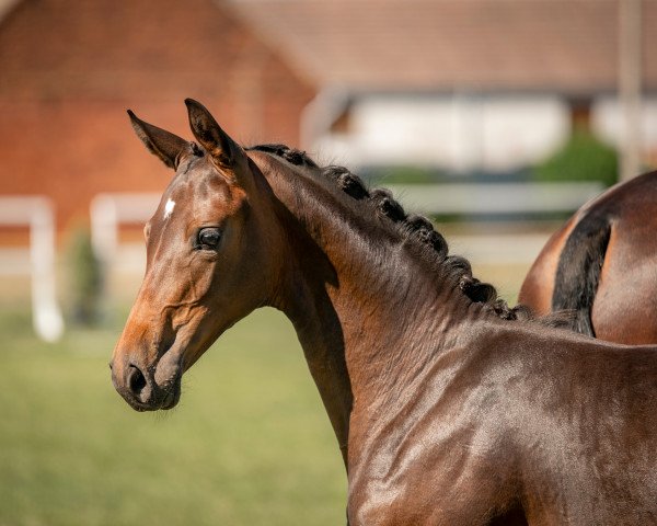 dressage horse Clicquot (German Sport Horse, 2020, from Cadeau Noir)