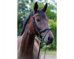 dressage horse Franklin 50 (Westphalian, 2010, from Flanagan)