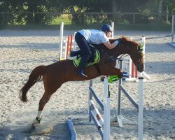 broodmare Ile de L'espoir (Württemberger, 2009, from Incolor)