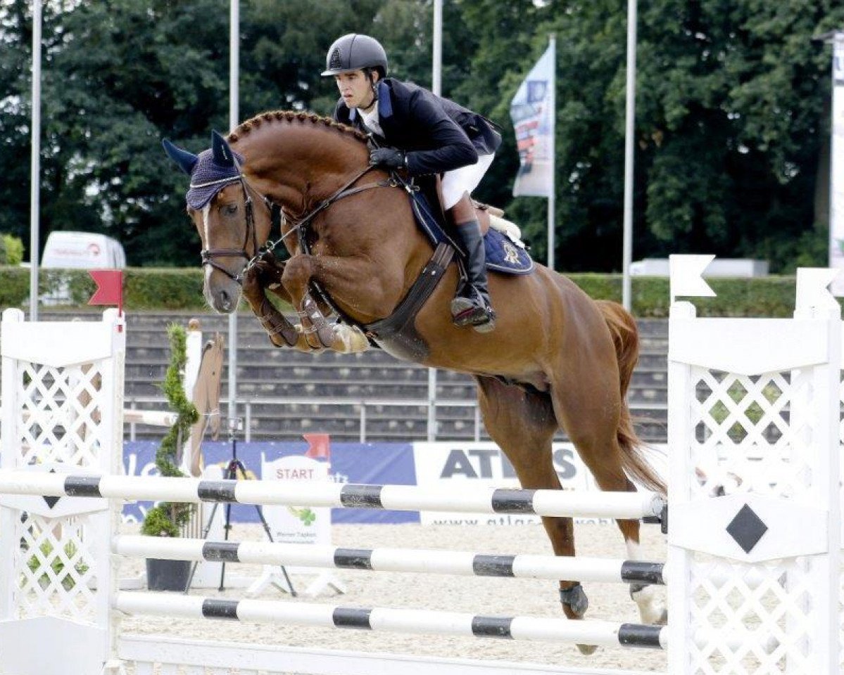 stallion Chacfly PS (Hanoverian, 2012, from Chacco-Blue)
