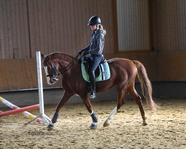 jumper Le petit prince 13 (German Riding Pony, 2010, from Losander)