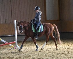 jumper Le petit prince 13 (Deutsches Reitpony, 2010, from Losander)