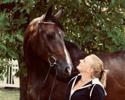 jumper Be Amazing (Oldenburg show jumper, 2014, from Balou du Rouet)