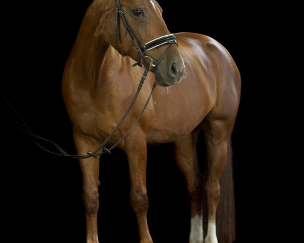 dressage horse Divadiana S (Hanoverian, 2004, from Davignon I)