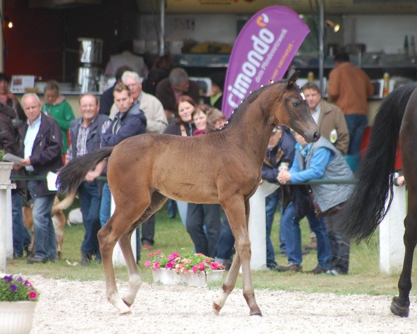 broodmare Stute von Franziskus (Westphalian, 2013, from Franziskus FRH)