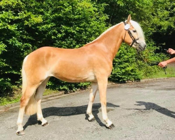 broodmare Hayley BE (Haflinger, 2017, from Weltherr-W-R)