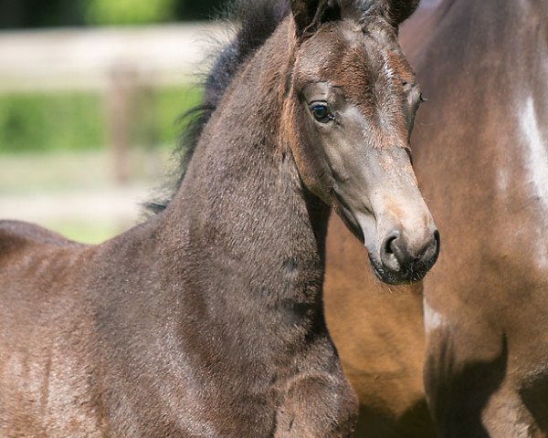 dressage horse True Love WS (Westphalian, 2020, from Glock's Toto Jr.)