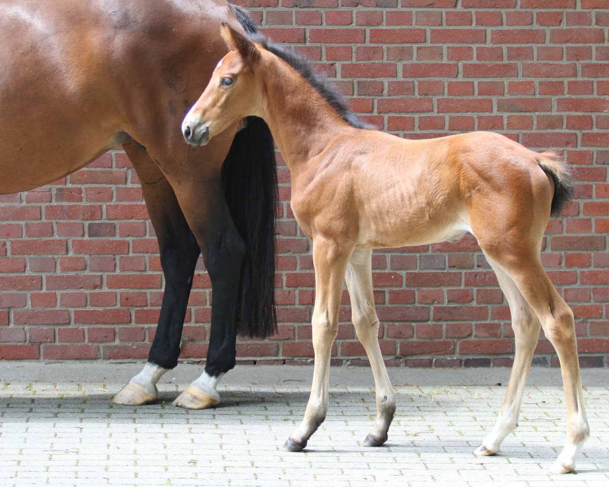Springpferd Zarottie (Westfale, 2020, von Zinedine)